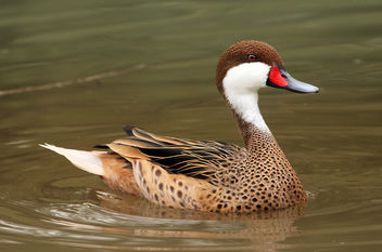 duck Sylvan Bird Park - North Carolina - image #467827 gratis