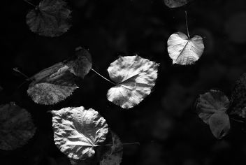 water-leaves. better viewed large - image #468067 gratis