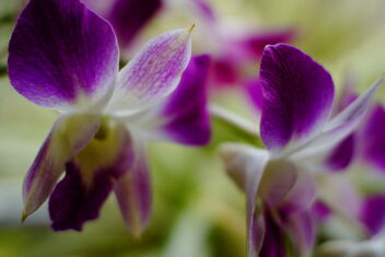 purple orchid - image gratuit #468447 