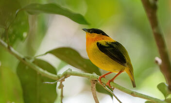 Orange-collared Manakin (male) - Free image #469207