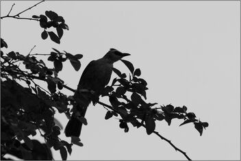 bird silhouette - Free image #469677