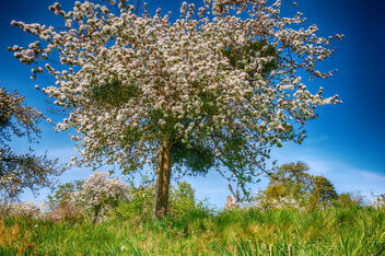 Apple Blossoms - Free image #469867