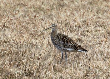 The curlew in the sunny field. - Free image #470007