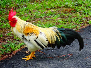 colorful rooster - image #470057 gratis