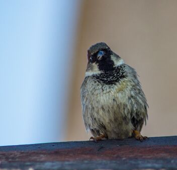 Curious Sparrow. - image #470127 gratis