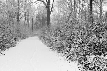 winter forest scene. Best viewed large. - Free image #470147