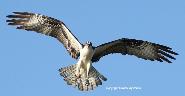 Osprey, carrying a fish, off the coast of Dauphin Island, Alabama,Gulf of Mexico - Free image #470497