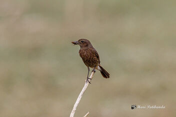 A Pied Bushchat Female with its breakfast - Kostenloses image #470617