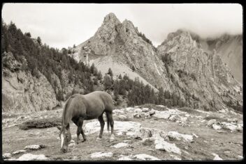 Mountain/horse scene. Val Maira, Italy. Best viewed large. - бесплатный image #470627