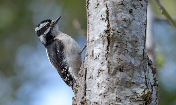 Downey Woodpecker (f) - Free image #470657