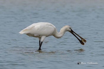 A Eurasian Spoonbill with a Happy Meal! - Free image #470887