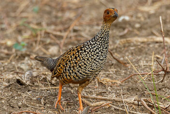 A Painted Francolin running towards its mates call - image gratuit #471027 