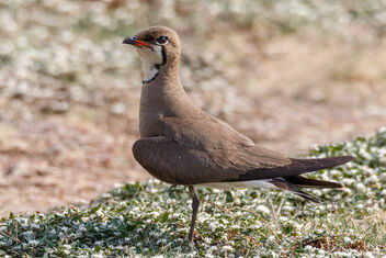 An Oriental Pratincole on the driving path - Free image #471147