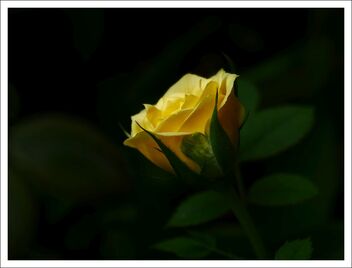 yellow rose - image #471247 gratis