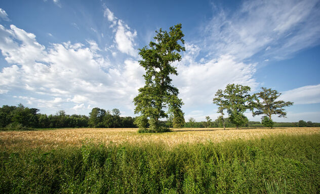 Wheat field. Best viewed large. - image #471437 gratis