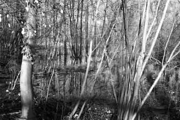 Outdoor-forest scene. Best viewed large - бесплатный image #471597