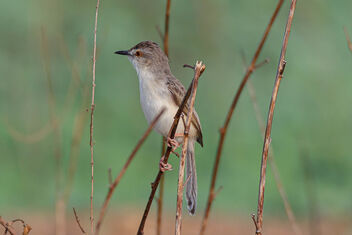 A Prinia playing around during Sunset - image gratuit #471727 