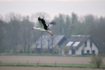 Ciconia ciconia- Ooievaar - Stork (01) - Free image #471747