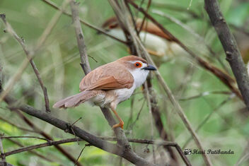 An Yellow Eyed Babbler - Wary of a larger bird nearby - image gratuit #471917 