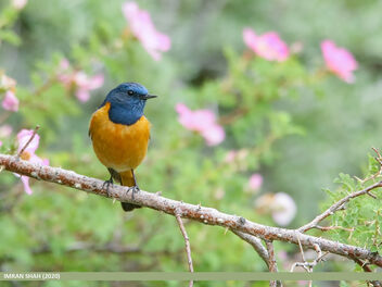 Blue-fronted Redstart (Phoenicurus frontalis) - Free image #472117