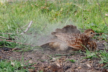 A Grey Francolin Letting off steam I guess! - Free image #472137