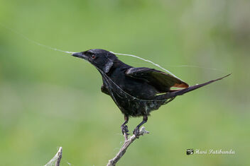 The Drongo wanted a Spider for meal, instead got a cobweb! - бесплатный image #472357