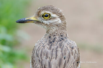 An Indian Thick Knee in a Staring Contest with me! - image gratuit #472607 