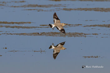 An Oriental Pratincole playing over the lake - Free image #472677