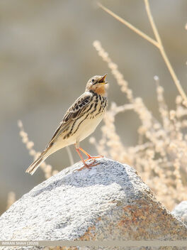 Red-throated Pipit (Anthus cervinus) - Kostenloses image #472867