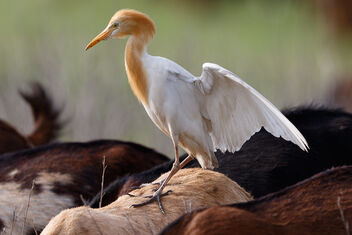A Cattle Egret Balancing on a Goat - Free image #472897