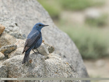 Blue Rock Thrush (Monticola solitarius) - бесплатный image #472927