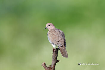 A Laughing Dove on a beautiful perch - image gratuit #473047 