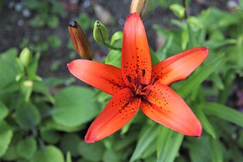 Red Lily - Free image #473137