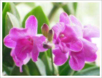 glowing orchid flowers - image #473237 gratis