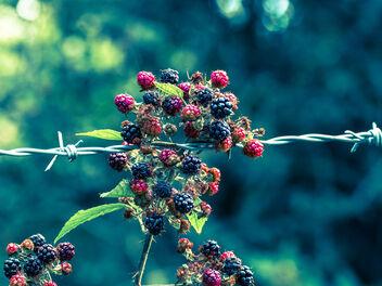 Berries and Barbs - Free image #473887