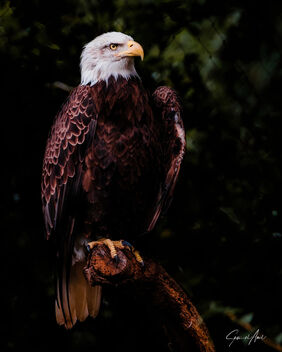 Bald eagle doesn't really need posing tips! - image gratuit #473897 