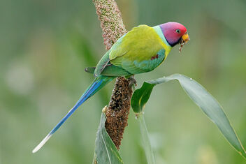 A Male Plum Headed Parakeet - image #473957 gratis