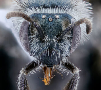 Andrena polemonii, f, face, New Castle co., Delaware_2020-08-18-17.04.28 ZS PMax UDR - image #474037 gratis