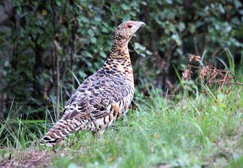Female capercaillie - Kostenloses image #474047