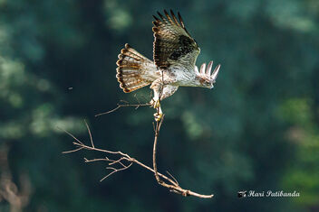 An overly Ambitious Bonelli's Eagle - Free image #474057