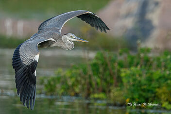 A Grey Heron in Flight - image gratuit #474117 