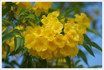 yellow trumpet flowers - бесплатный image #474157