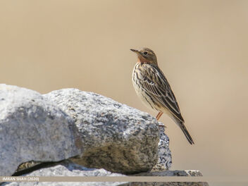 Red-throated Pipit (Anthus cervinus) - Free image #474227