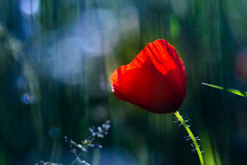 Red Poppy - Kostenloses image #474257