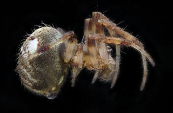 yellow spider, right_2020-08-27-15.58.27 ZS PMax UDR - бесплатный image #474537