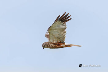 An Eurasian Harrier - Harrying - Free image #474557