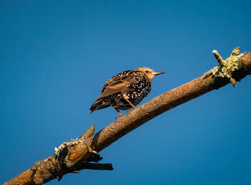 Adolescent(?) Starling - Free image #474657