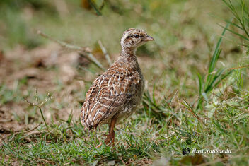 A Grey Francolin Chick loitering in the open - image #474817 gratis