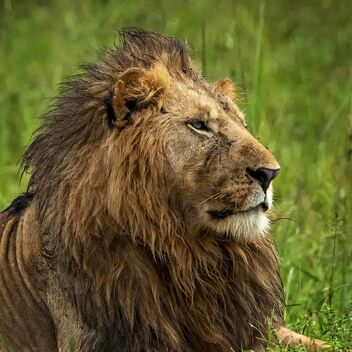 Kidepo Lion, Uganda - image #474847 gratis