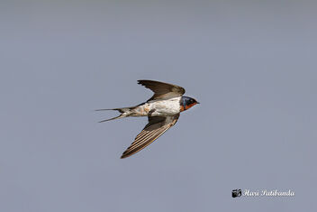 A Barn Swallow in Flight - Kostenloses image #474867